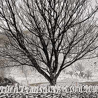 Buy canvas prints of Tree in Snow by graham young
