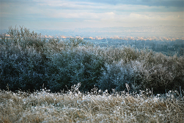 Hoar Frost in the Chiltern Hills Picture Board by graham young
