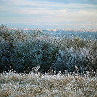 Buy canvas prints of Hoar Frost in the Chiltern Hills by graham young