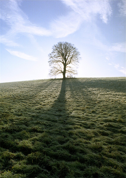 Lone Tree Picture Board by graham young