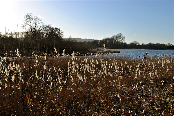 Reedbeds on Marsworth Reservoir Picture Board by graham young