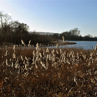 Buy canvas prints of Reedbeds on Marsworth Reservoir by graham young