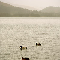 Buy canvas prints of Three little ducks on Derwentwater by graham young