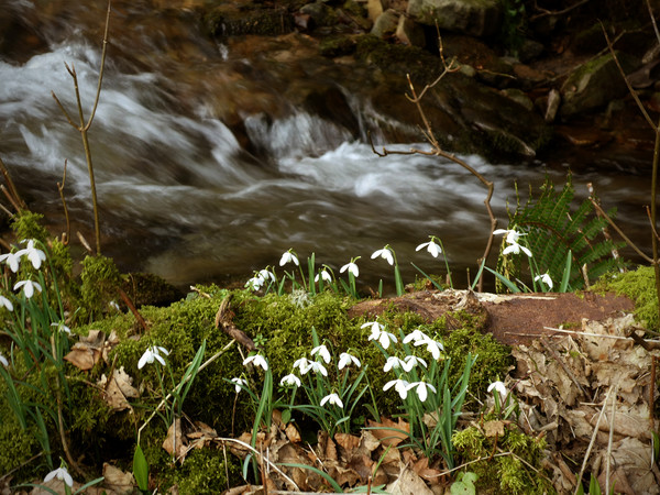 Snowdrops by a stream Picture Board by graham young