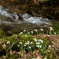 Buy canvas prints of Snowdrops by a stream by graham young