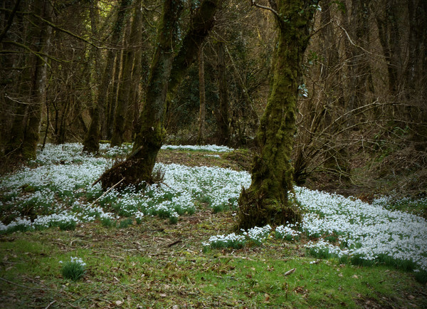 Snowdrop Valley Picture Board by graham young