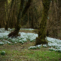 Buy canvas prints of Snowdrop Valley by graham young