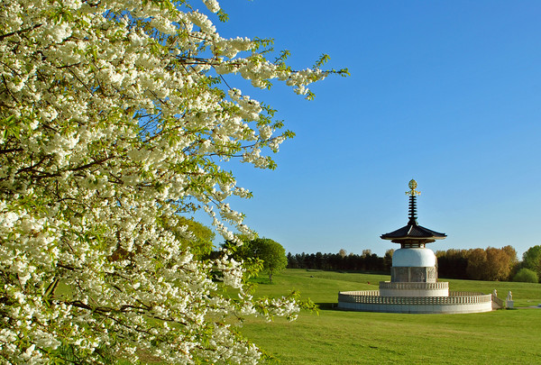 The Peace Pagoda at Willen Picture Board by graham young