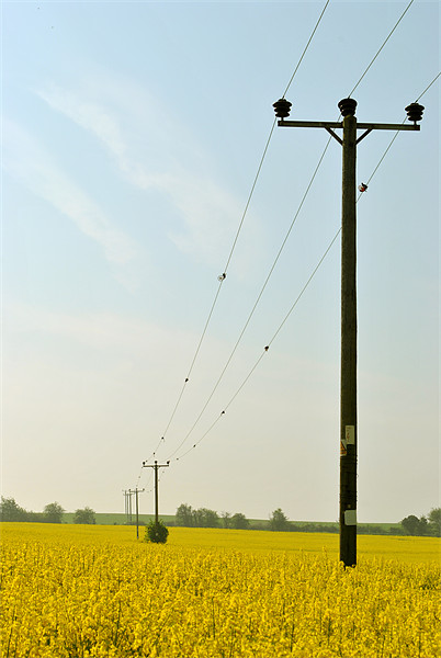 Rape Field With Telegraph Poles Picture Board by graham young