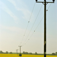 Buy canvas prints of Rape Field With Telegraph Poles by graham young