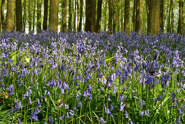 Dockey Wood Bluebells Picture Board by graham young