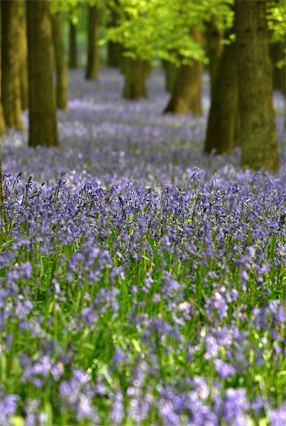Ashridge Bluebells, Dockey Wood Picture Board by graham young