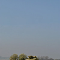 Buy canvas prints of White Tree, Yellow Field, Blue Sky by graham young