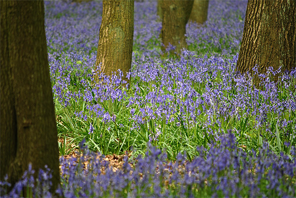 Bluebells Picture Board by graham young