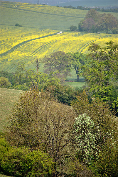 Spring in the Chilterns Picture Board by graham young