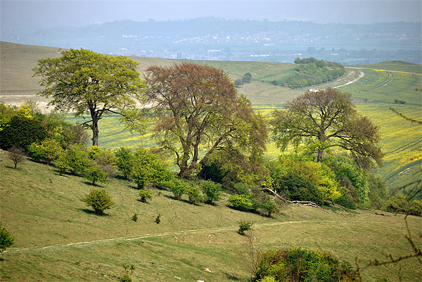 Springtime at Ivinghoe Beacon Picture Board by graham young