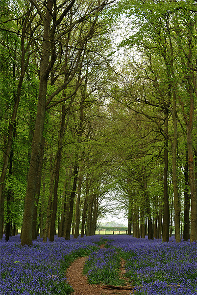 Bluebells and Beech Trees Picture Board by graham young
