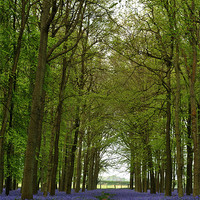 Buy canvas prints of Bluebells and Beech Trees by graham young