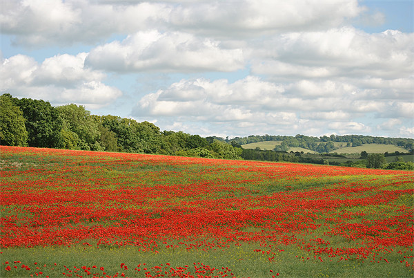 Poppy Field in the Chilterns Picture Board by graham young