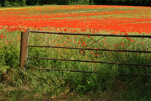 Gateway to the Poppy Field Picture Board by graham young
