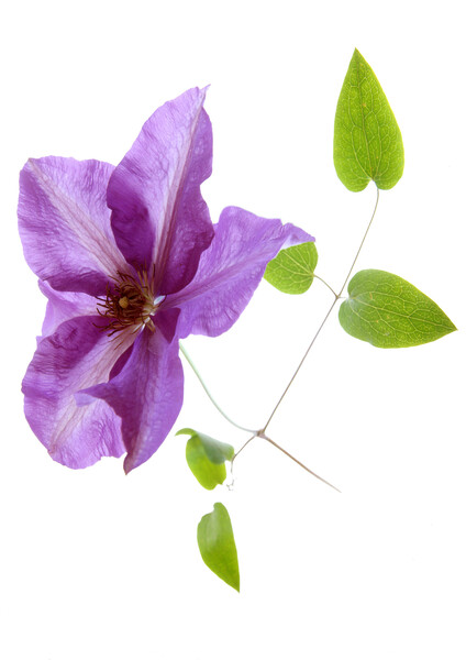 Blue Clematis  Picture Board by graham young