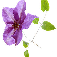 Buy canvas prints of Blue Clematis  by graham young