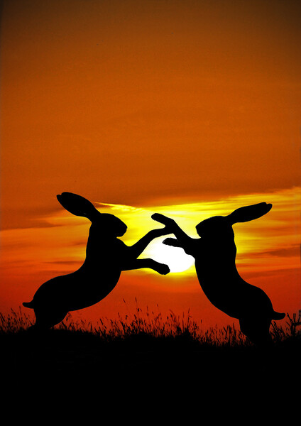 Mad March Hares at Sunset Picture Board by graham young