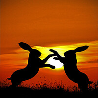Buy canvas prints of Mad March Hares at Sunset by graham young