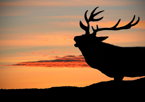Majestic Red Deer Roaring at Sunset Picture Board by graham young