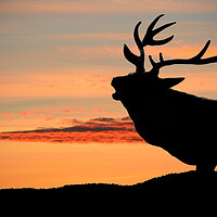 Buy canvas prints of Majestic Red Deer Roaring at Sunset by graham young