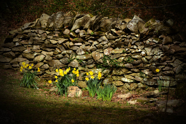 A Patch of Spring Sunshine Picture Board by graham young