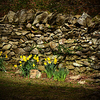 Buy canvas prints of A Patch of Spring Sunshine by graham young