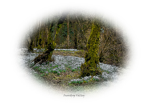 Enchanting forest of snowdrops Picture Board by graham young