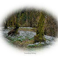 Buy canvas prints of Enchanting forest of snowdrops by graham young