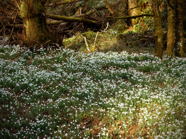 Enchanted Snowdrop Grove Picture Board by graham young
