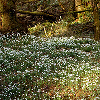Buy canvas prints of Enchanted Snowdrop Grove by graham young