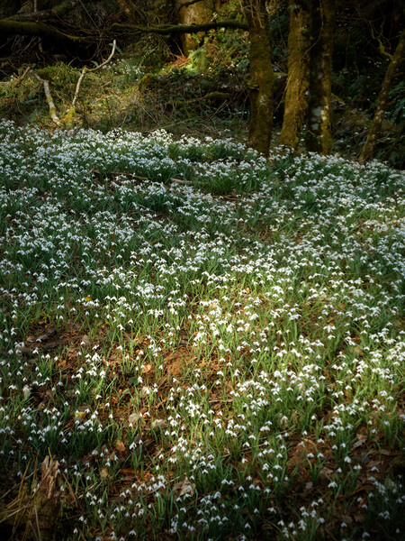 snowdrops in a sunlit woodland glade  Picture Board by graham young