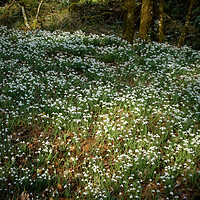 Buy canvas prints of snowdrops in a sunlit woodland glade  by graham young
