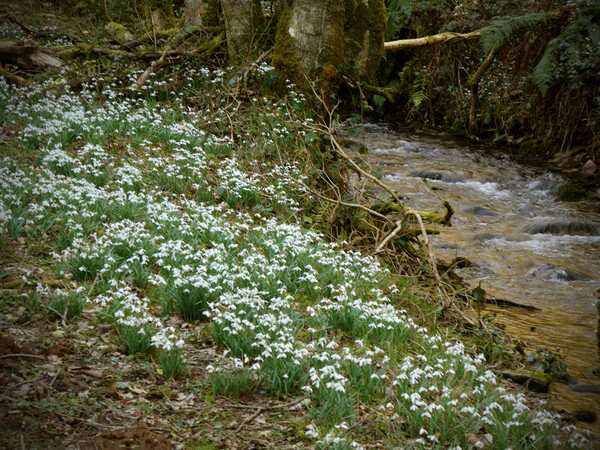Snowdrops Beside a Woodland Stream Picture Board by graham young