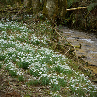 Buy canvas prints of Snowdrops Beside a Woodland Stream by graham young