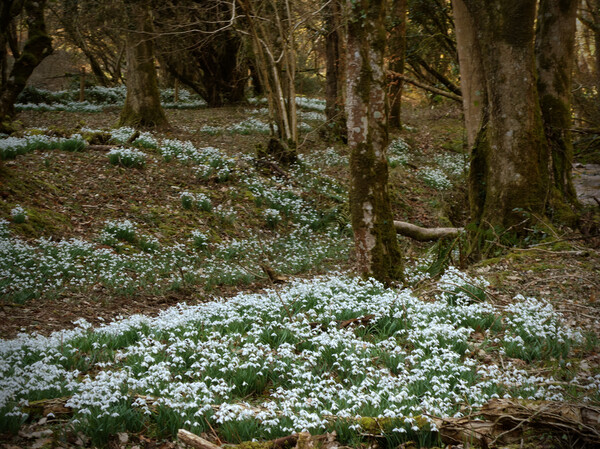 Snowdrops in an Enchanted Exmoor Woodland Picture Board by graham young