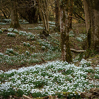 Buy canvas prints of Snowdrops in an Enchanted Exmoor Woodland by graham young