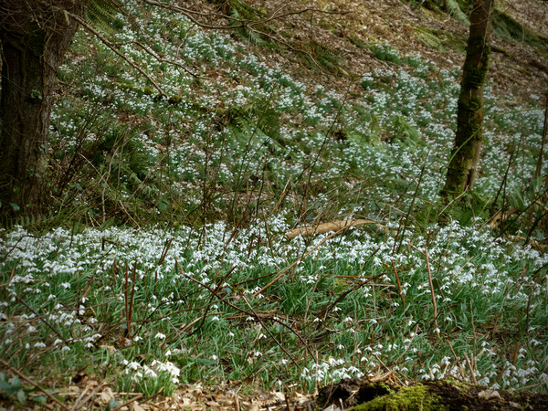 Enchanted Forest Snowdrops Picture Board by graham young