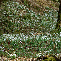Buy canvas prints of Enchanted Forest Snowdrops by graham young