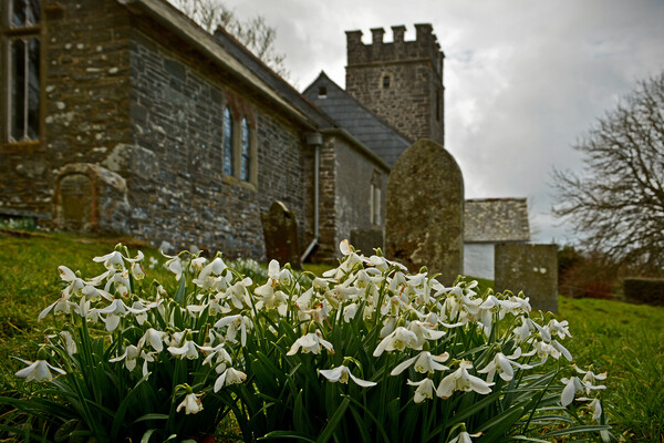 Snowdrops at Oare Church Picture Board by graham young