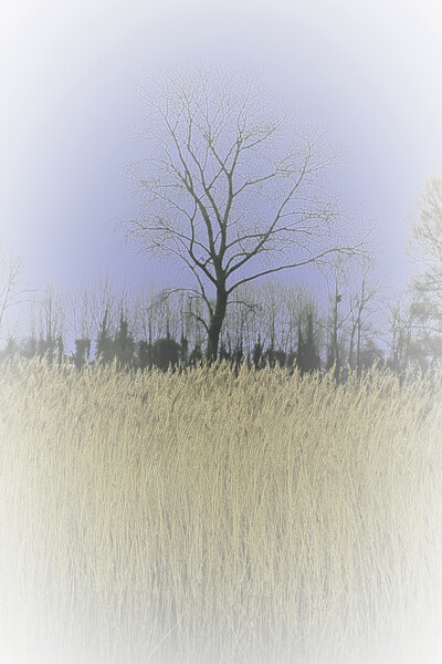 Winter Trees and reeds 1 (please see my portfolio  Picture Board by graham young