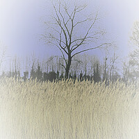 Buy canvas prints of Winter Trees and reeds 1 (please see my portfolio  by graham young