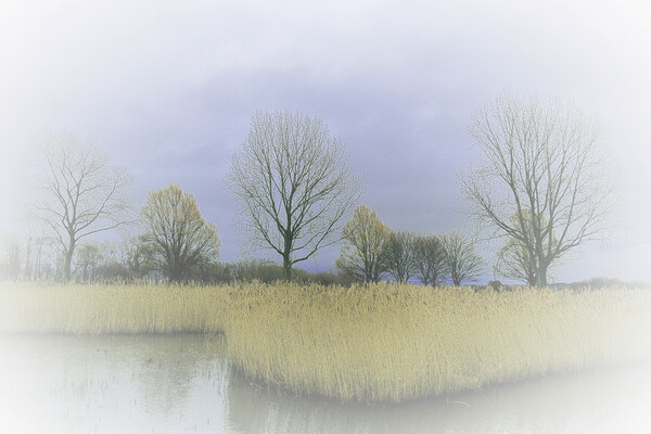 Winter Trees and Reeds 2 (please see my portfolio  Picture Board by graham young