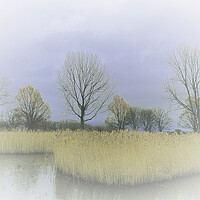 Buy canvas prints of Winter Trees and Reeds 2 (please see my portfolio  by graham young