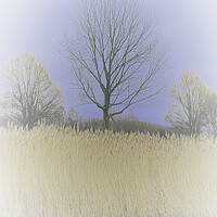 Buy canvas prints of Winter Trees and Reeds 3 (please see my portfolio  by graham young